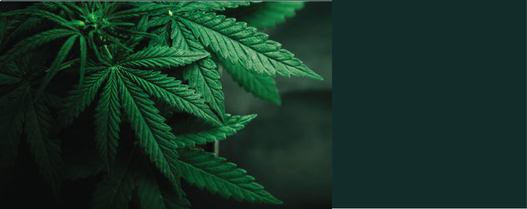 New York Employment Update: Legalization of Recreational Marijuana